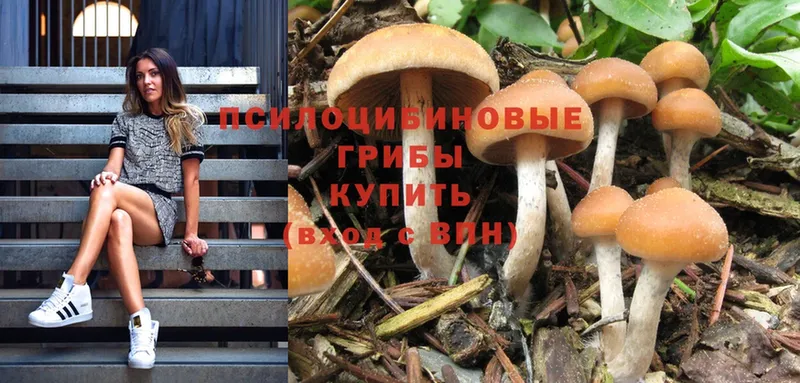 Псилоцибиновые грибы Cubensis  Армянск 